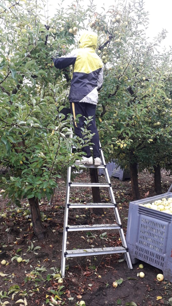 Escalera agrícola aluminio peldaño ancho Svelt Agrilujo Maxi